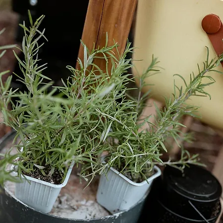 Tente de luxe Voodoo Glamping