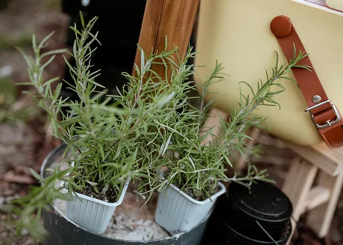 Campo de lujo Voodoo Glamping